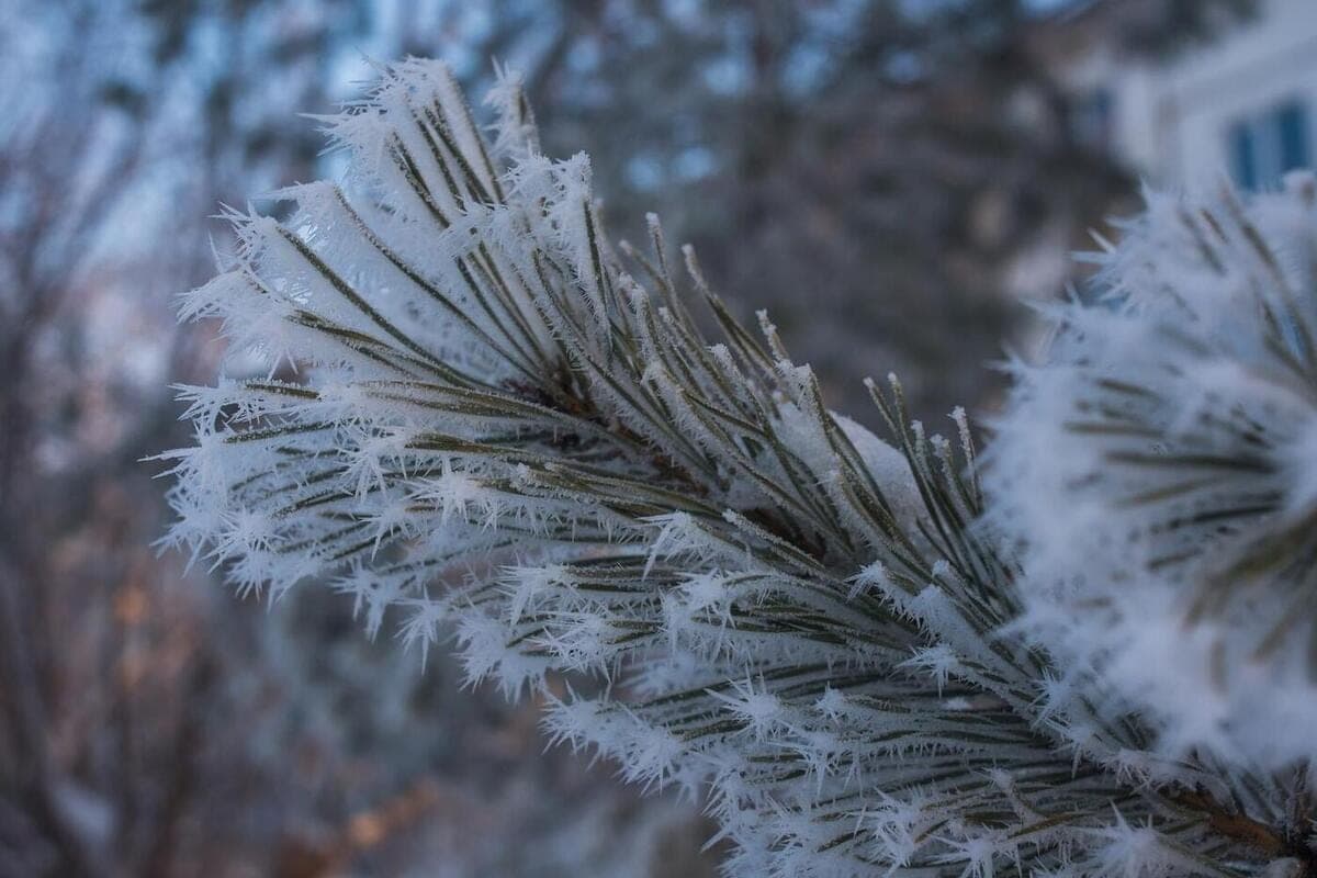 When to wait for the first snow in Novosibirsk: fresh forecast and how it happened before