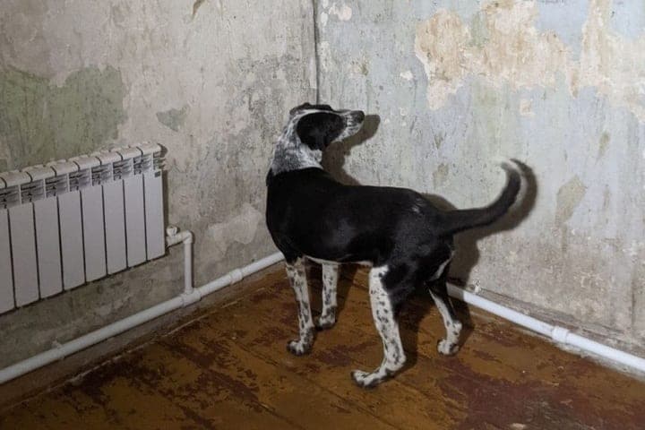 Danilovites wollen ein Denkmal für den Hund Leha installieren