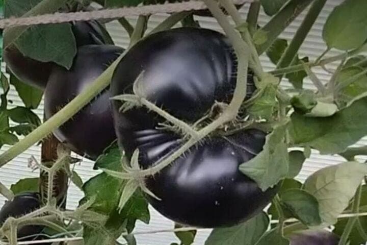 Agronom told what benefits are tomatoes of unusual colors