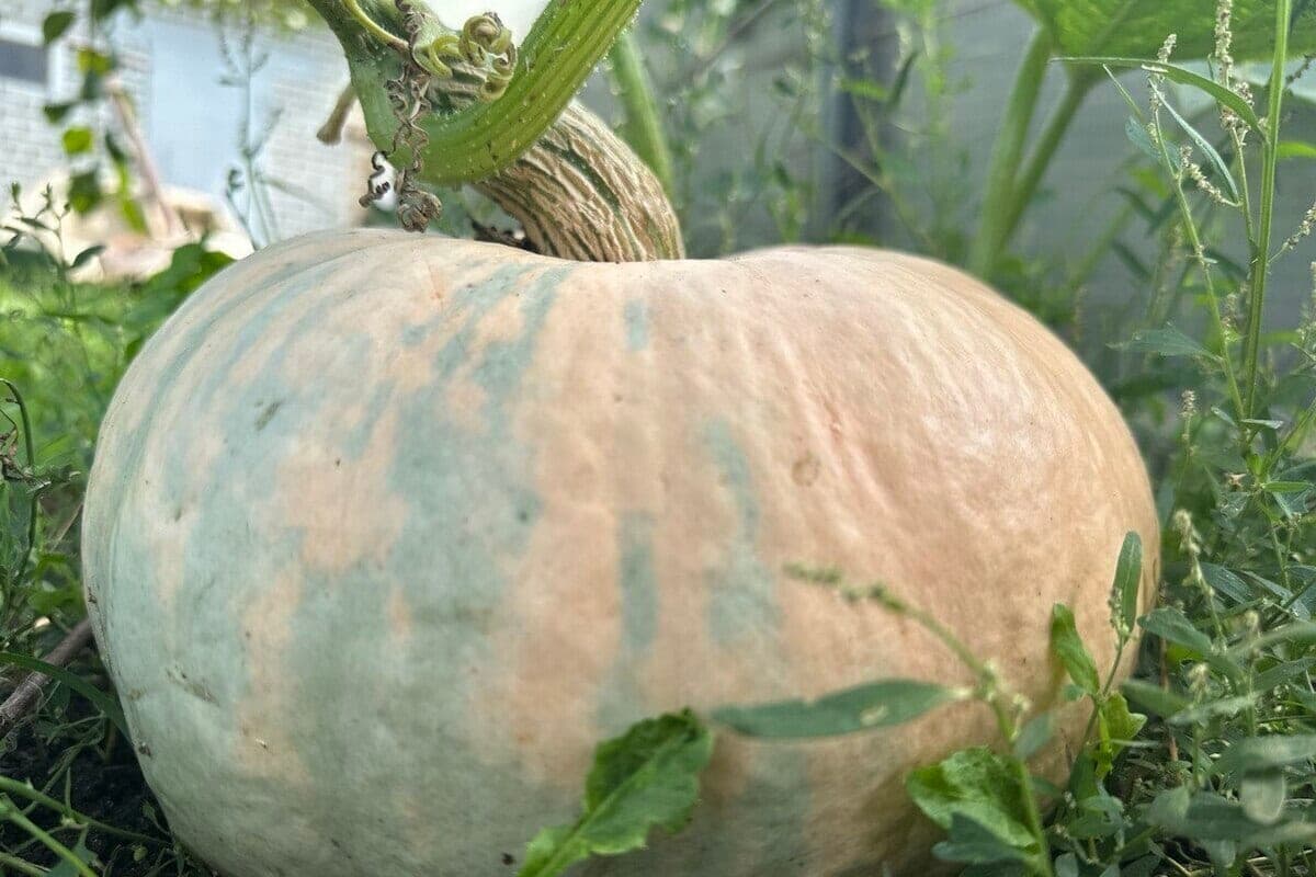 Not pumpkin lattes are the same: what Penza prepares from pumpkin