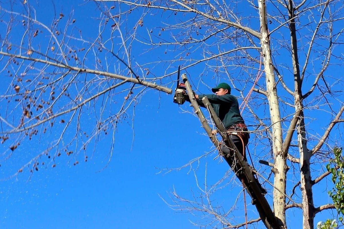 In Borisoglebsk eliminated the threat from dangerous trees after checking the Prosecutor’s office