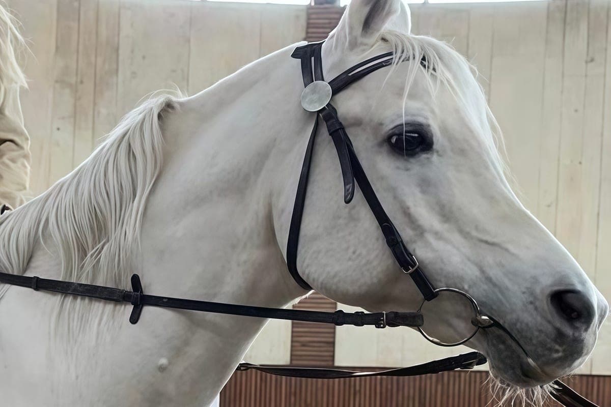 In Kabardino-Balkaria held competitions in horse races in memory of Valery Kokov