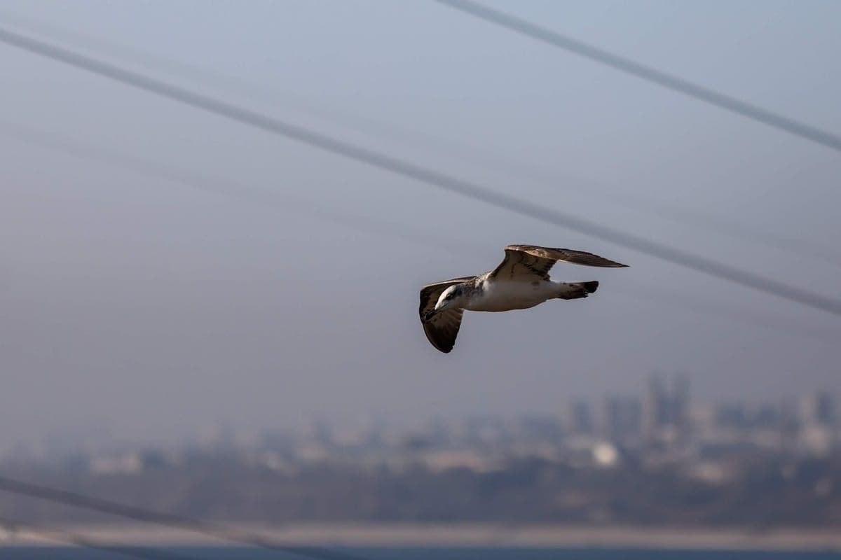 Volgograd natural parks joined the action “Bird marathon”