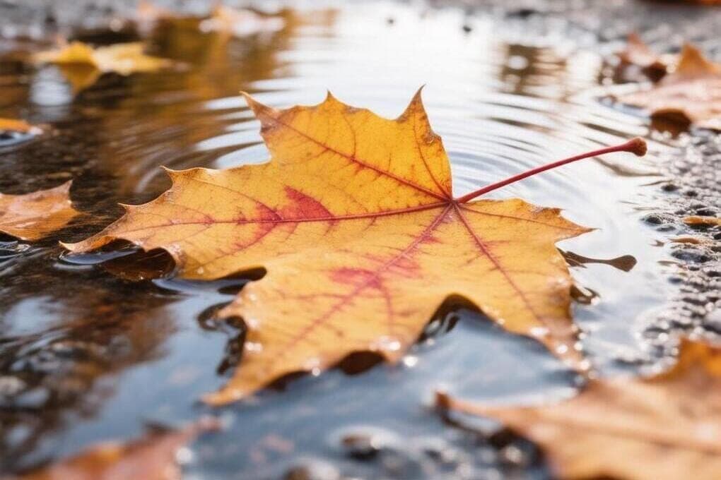 Forecasters have specified the weather forecast in Kursk on Thursday, October 22