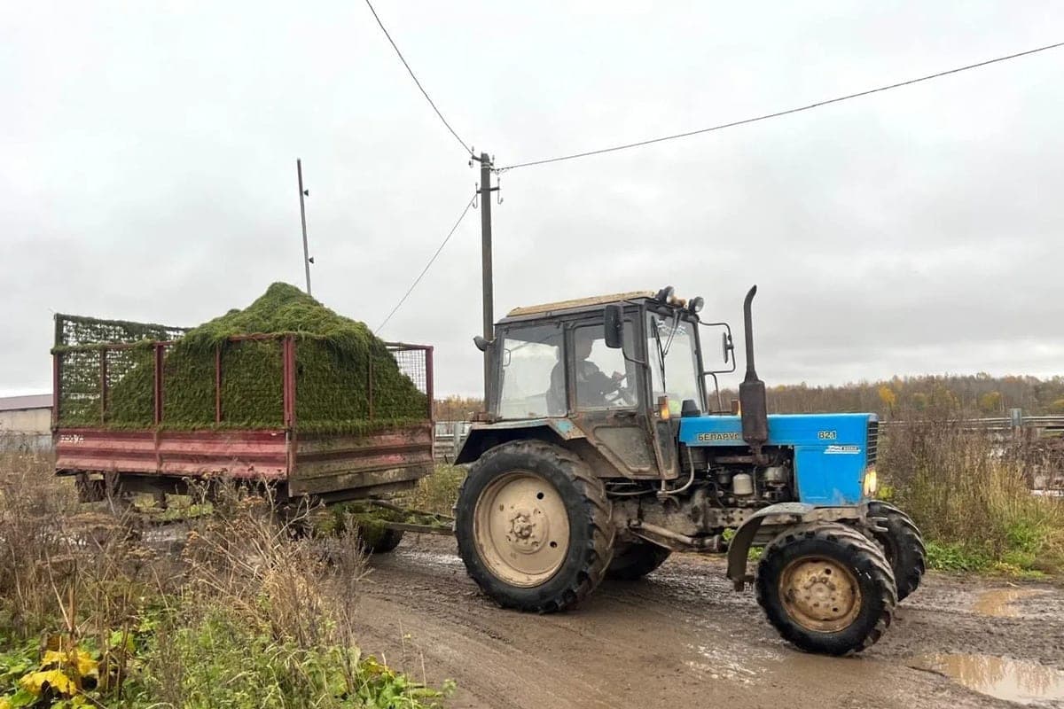 Zakharenkov spoke about the development of agriculture in the Chudovsk district