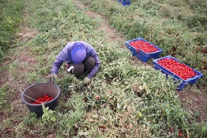 Police of the Astrakhan region identified illegal migrants in the tomato field