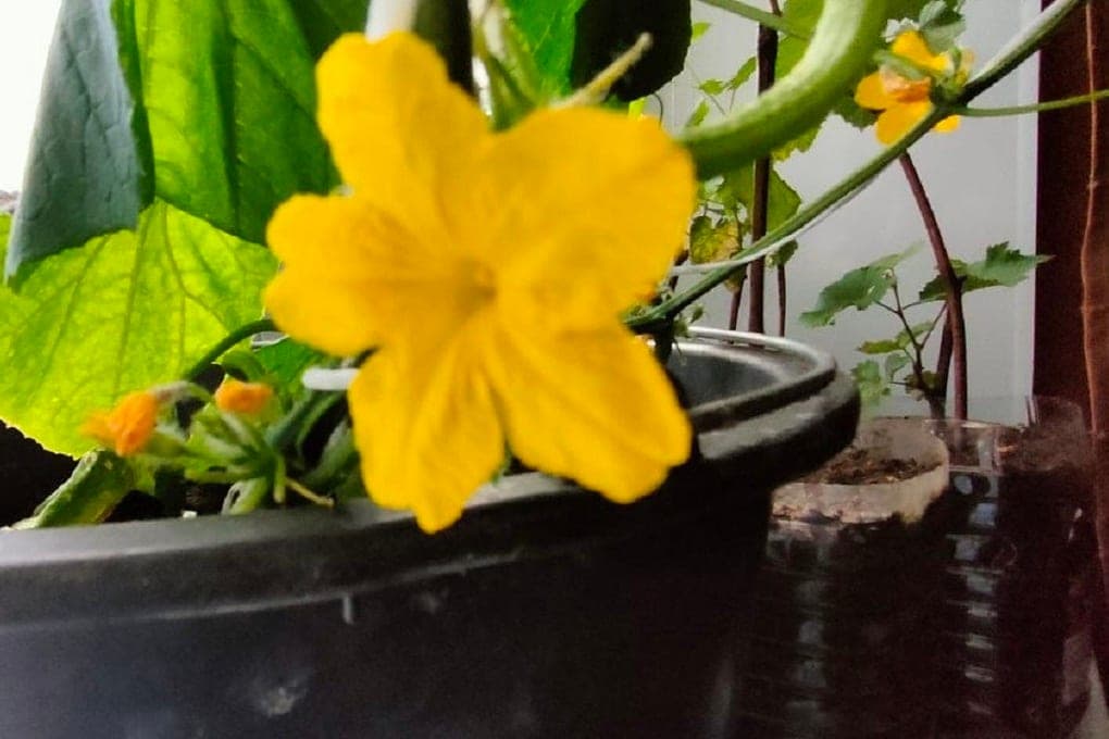 أصبح معروفاً عندما في (سارانسك) سيُحتجز معرض العسل