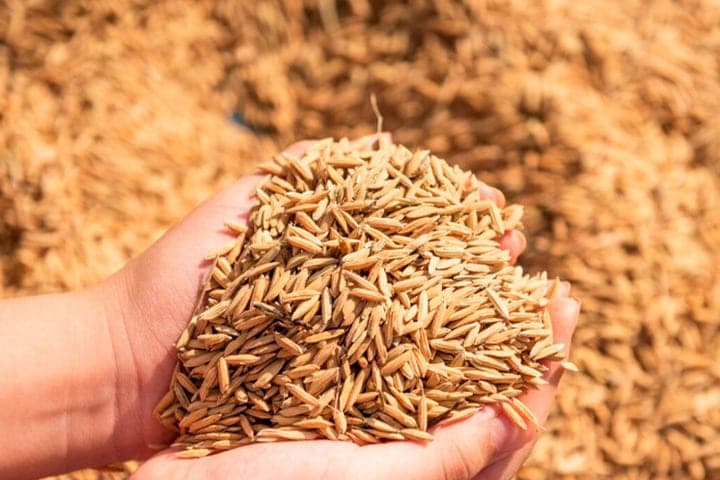 Bryansk farmers have completed the harvest of grain with a harvest of 800 thousand tons