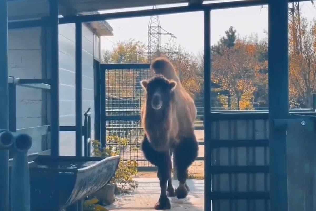 In the zoo of Rostov camel Emel built a new aviary