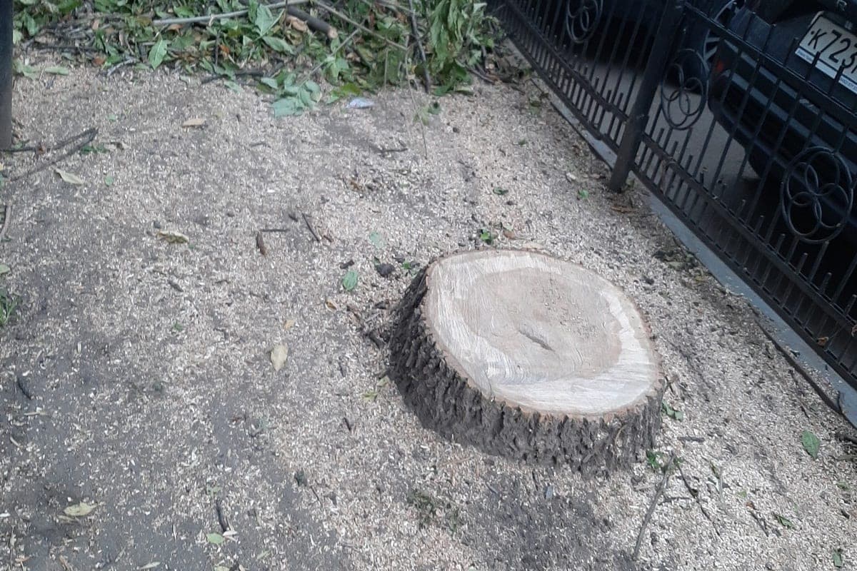 In Saratov there are no trees affected by gold
