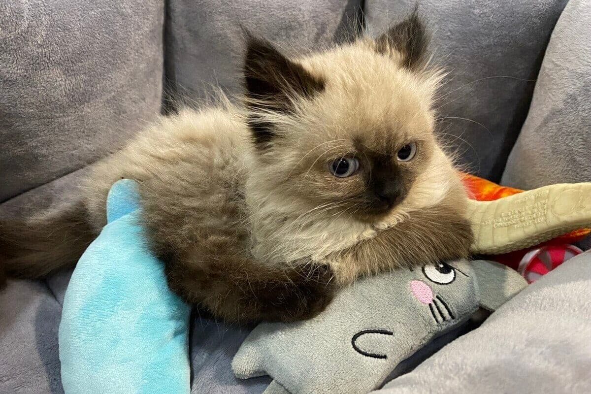 In Bakhchisarai check the death of four kittens found on the playground