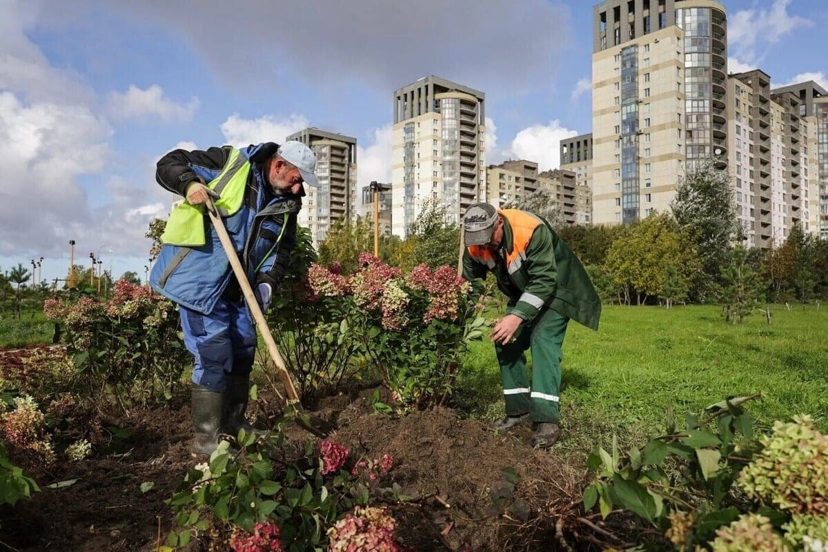 Расцветает на глазах: в парк рядом с намывом пересадили растения из центра Петербурга