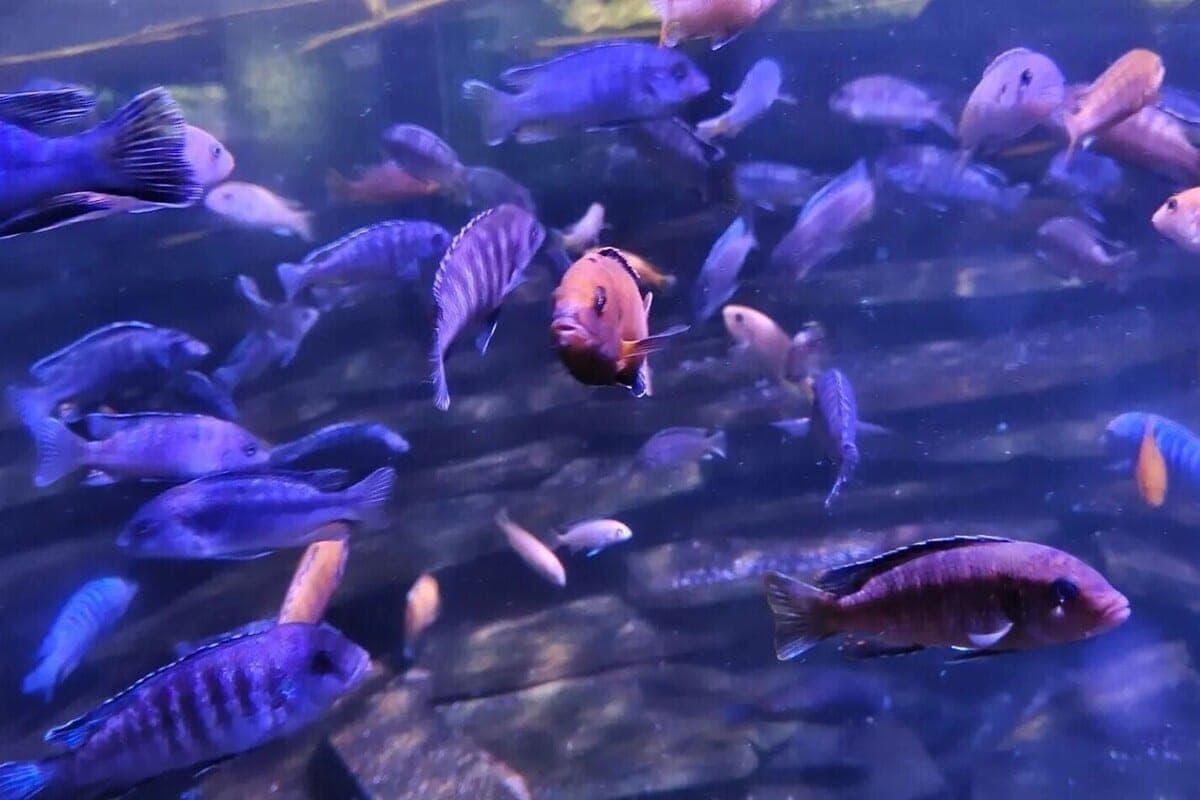 In St. Petersburg, the celebration of the girls buying fish turned into a massacre between their guys