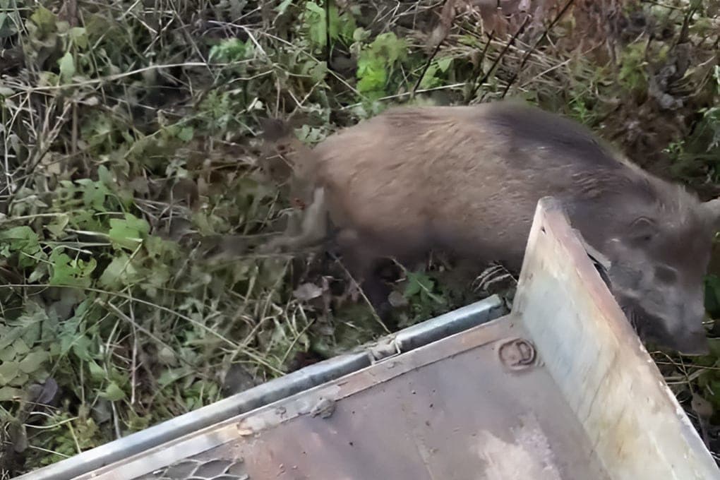 Двух заблудившихся в Лисьем Носу кабанов поймали и вернули в лес