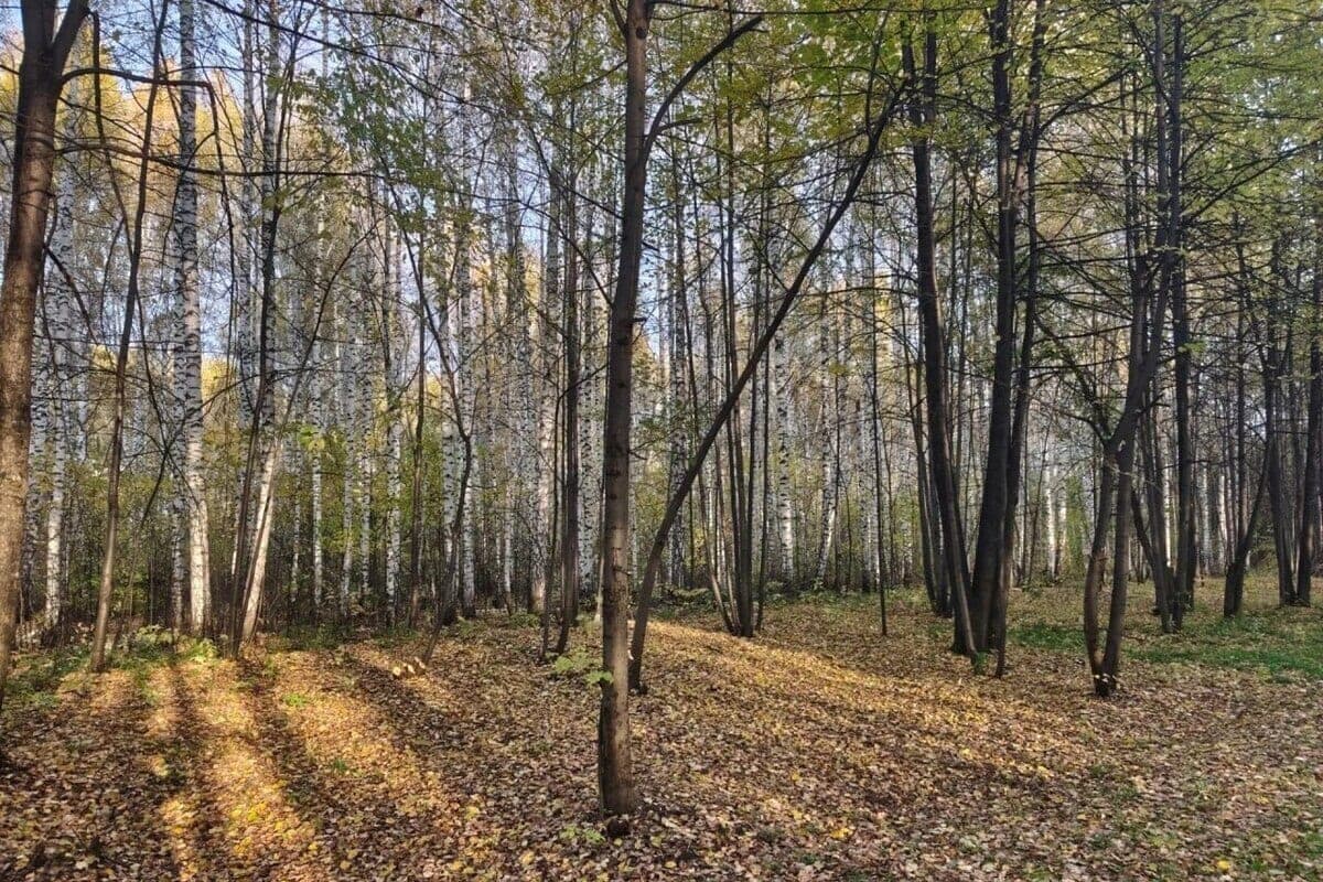 A logger from the Shegarsky district was ordered to compensate for damage to the animal world