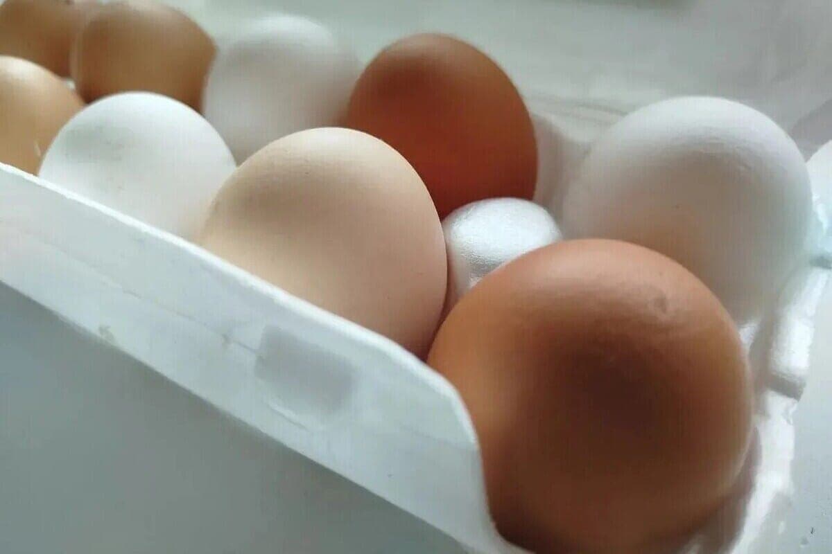 Salmonella's near, watch out! How to Avoid Dangerous Bacteria in Your Kitchen