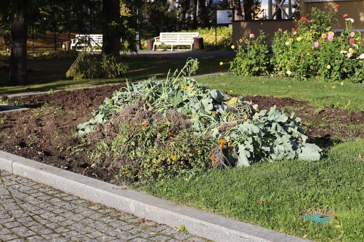 Monrepo Park prepares for winter and invites volunteer assistants