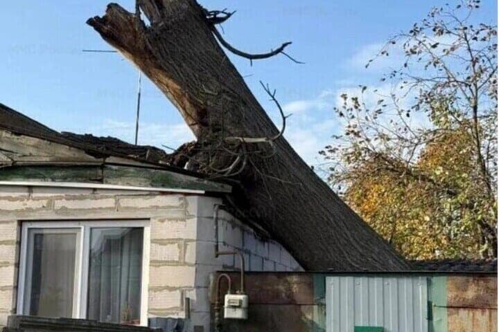 В Орле дерево упало на жилой дом