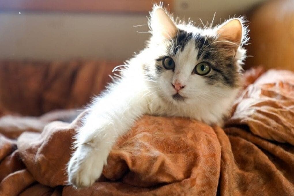 In the Volgograd region revealed the sale of veterinary drugs without a license