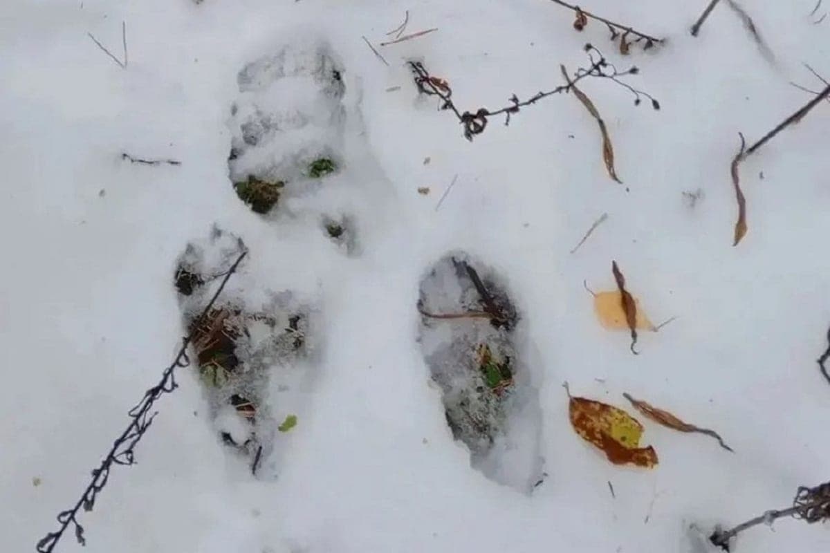 106 bears shot by hunters in Sverdlovsk region