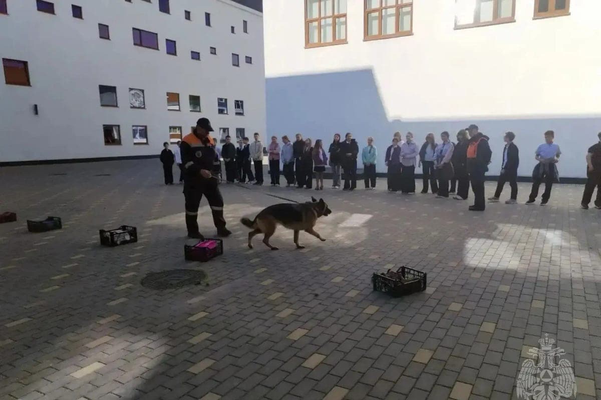 В Калининграде четвероногие спасатели МЧС провели показательное выступление