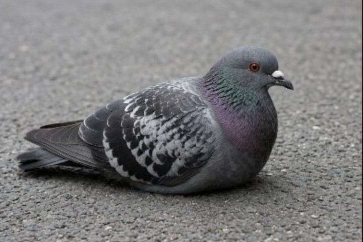 Drivers of the Rostov region face fines for downed animals