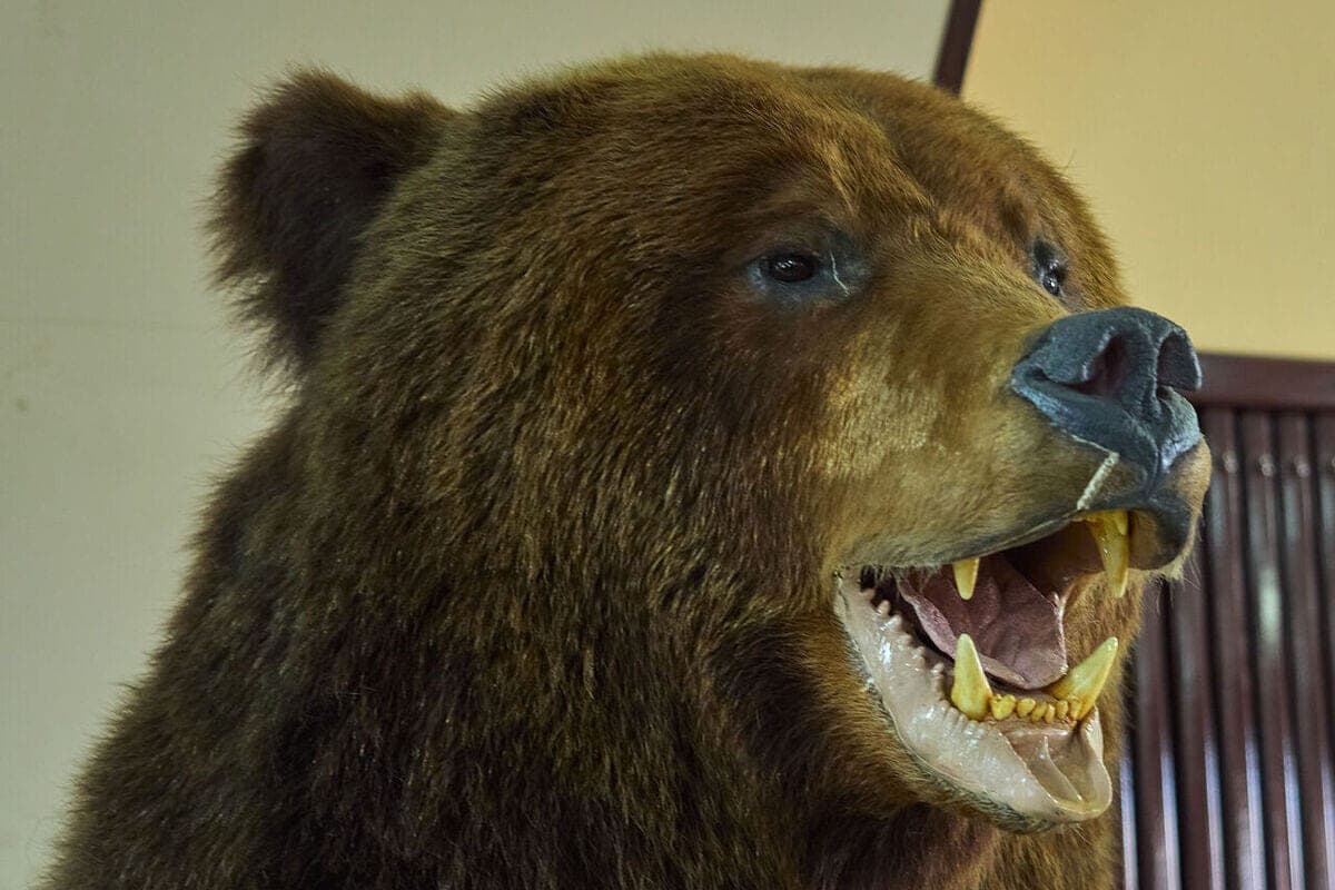 Bears are not asleep: when they lie down and how to behave when they meet