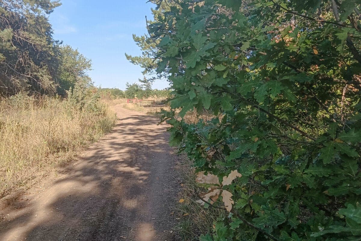 В Севастополе провели агроуход за тремя тысячами саженцев туи и ясеня