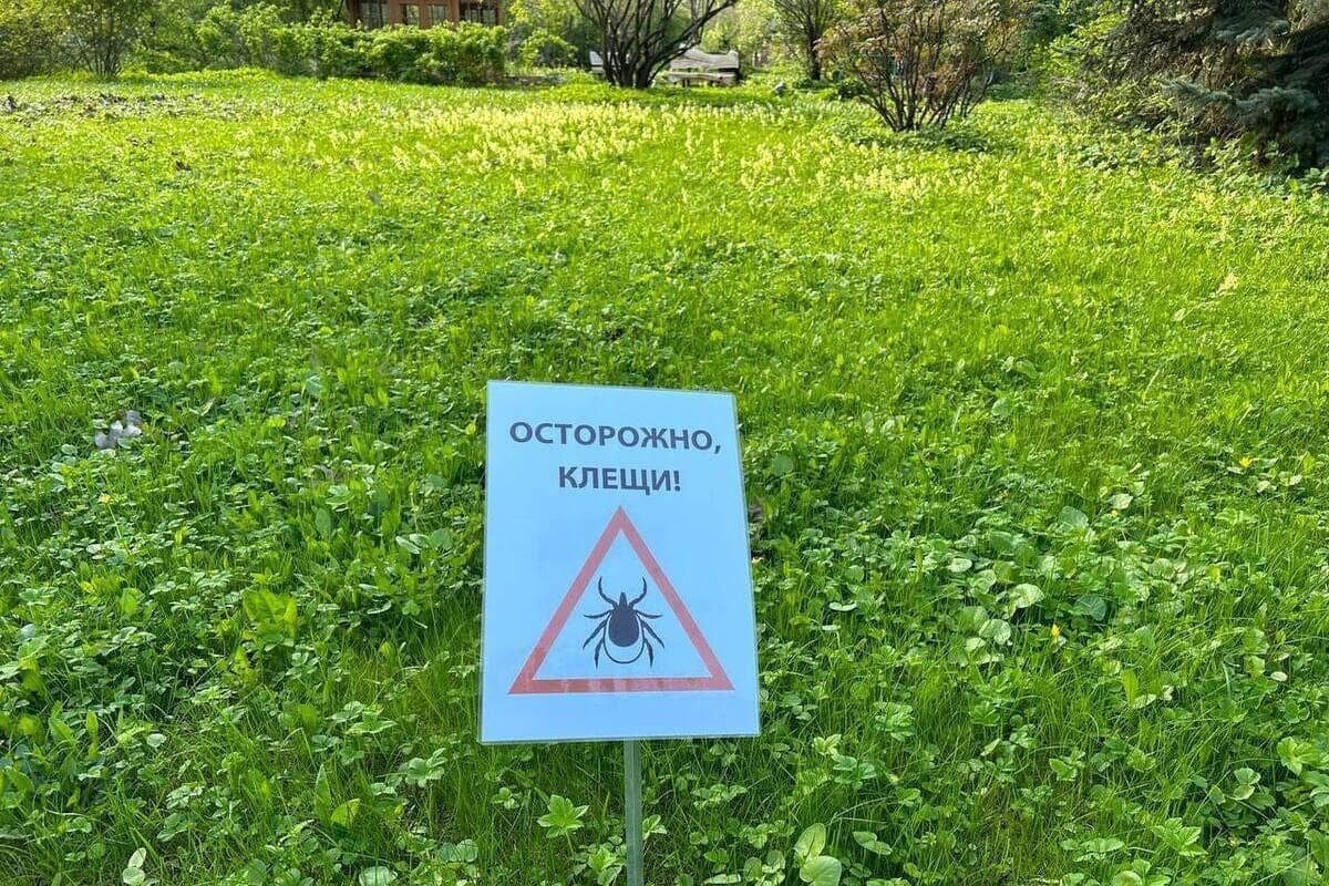 In Penza, the Olympic alley and Teacher's Square will be treated from ticks