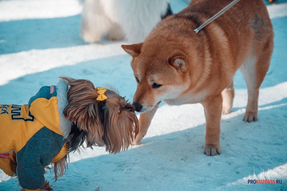 Dog "Hello": not barking, but a whole system of signals