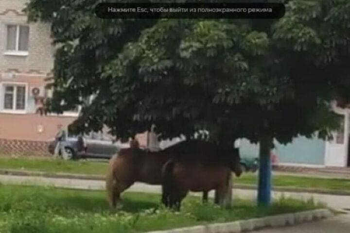 Horse rides in Luberetsky: beautiful, but with "surprises"