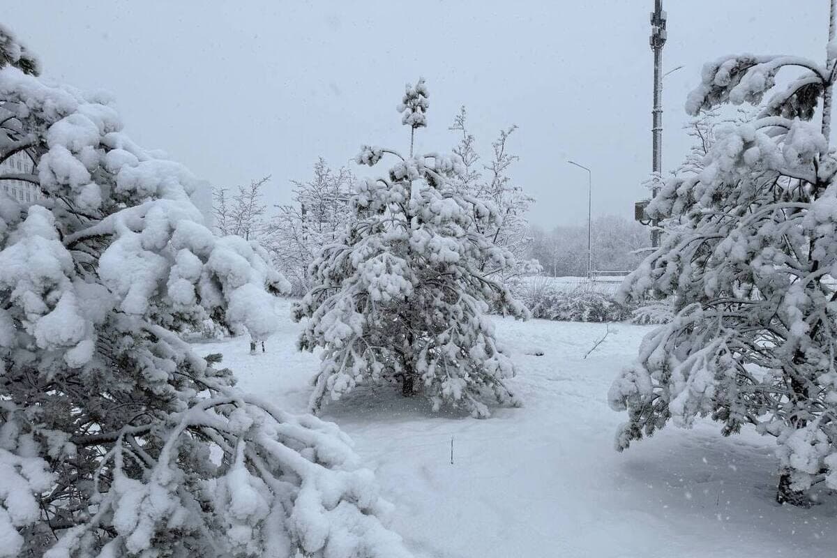 In Vladimir broke the auction for 12.5 million for the Christmas tree