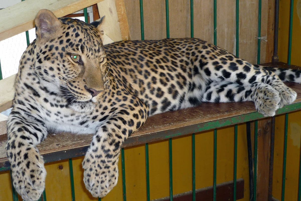 Parents rescue two-year-old from leopard jaw