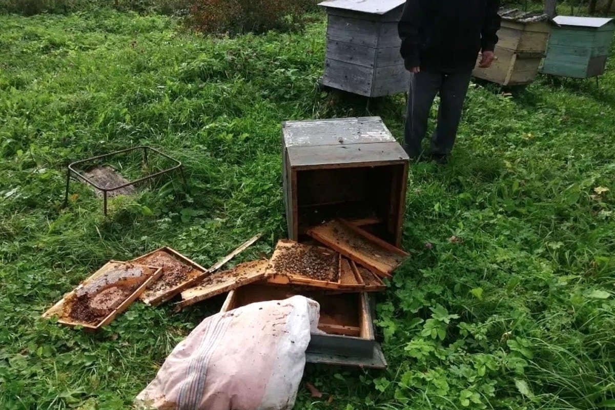 Медведица с медвежатами разорила 12 ульев на пасеке пенсионера в Шекснинском округе