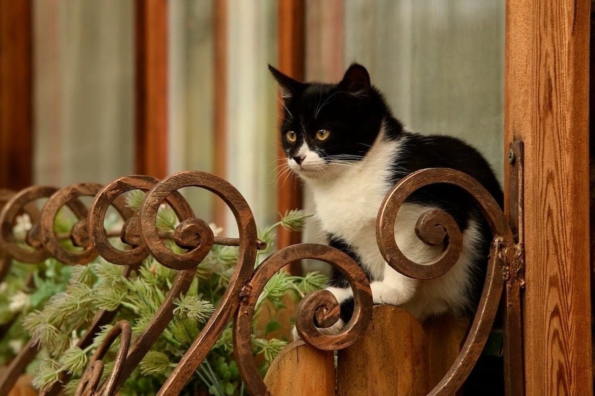How to reduce anxiety of a cat against the background of loneliness, explained Volgograd