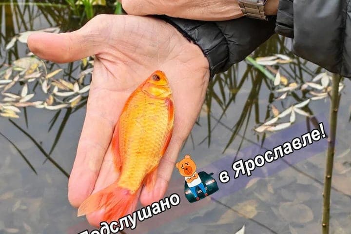 Im Jaroslawl-Teich fing ein Fischer einen Goldfisch