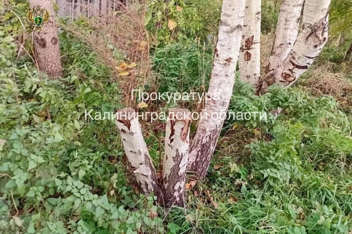In the Pravdinsky district, parents of teenagers were billed for three birches
