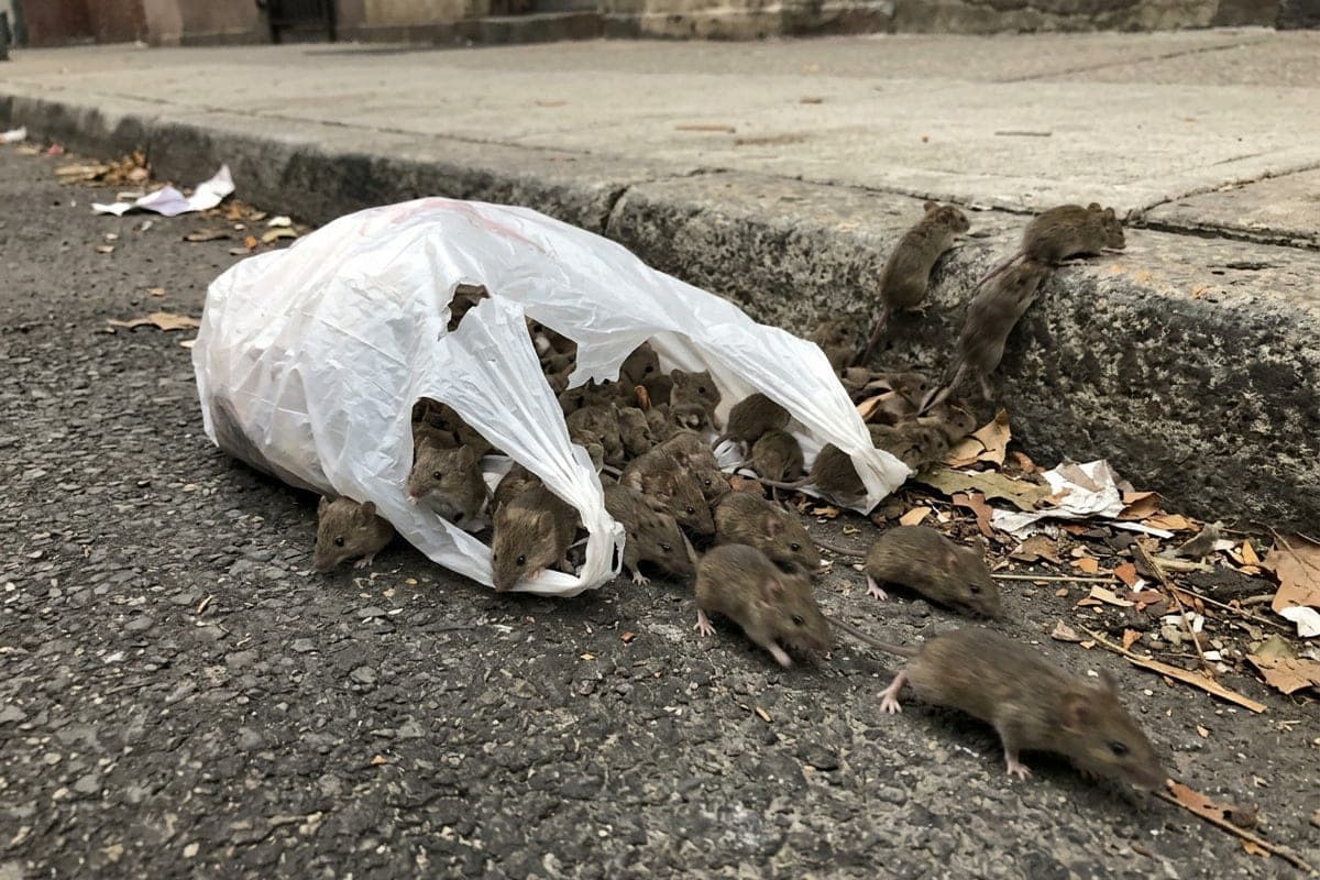 In the center of the Hague found packages with live mice