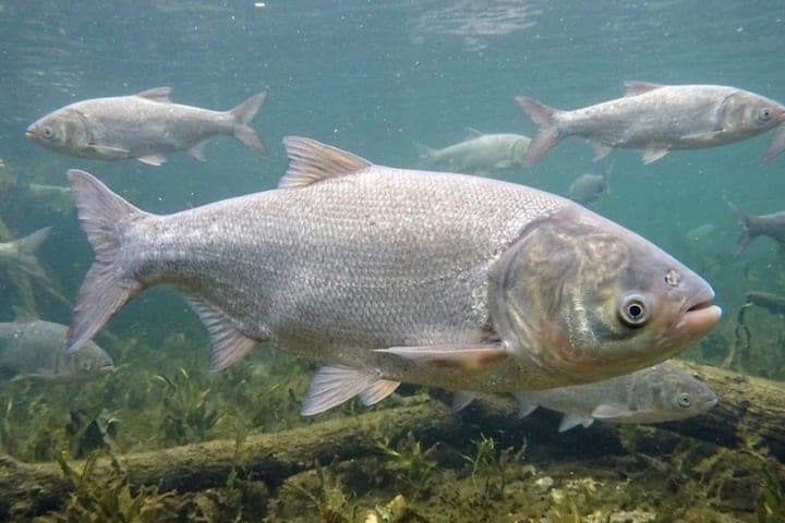 Tambow-Fischzüchter warnten vor Verstößen gegen die Ausführung von Dokumenten für Karpfen
