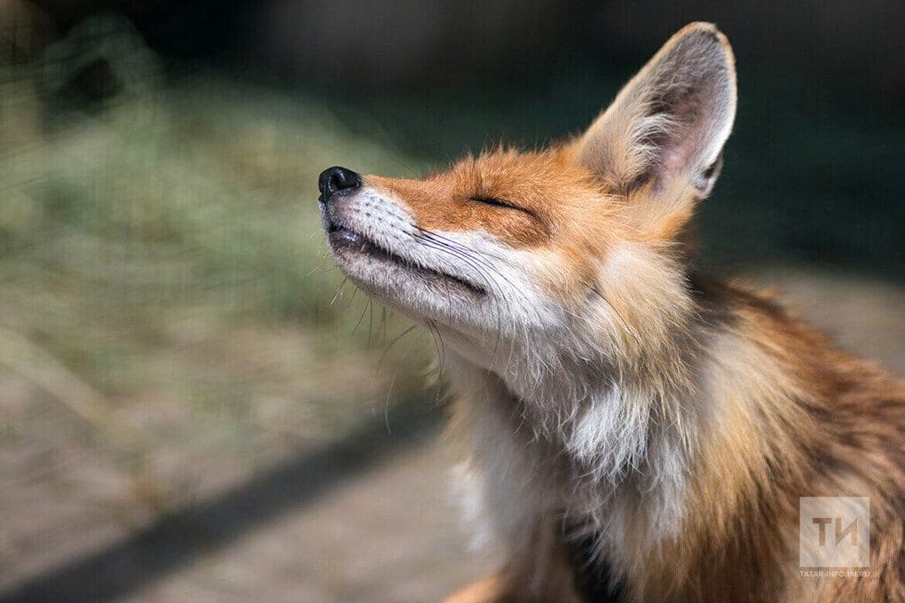 In Kazan filmed a fox walking near the clinic