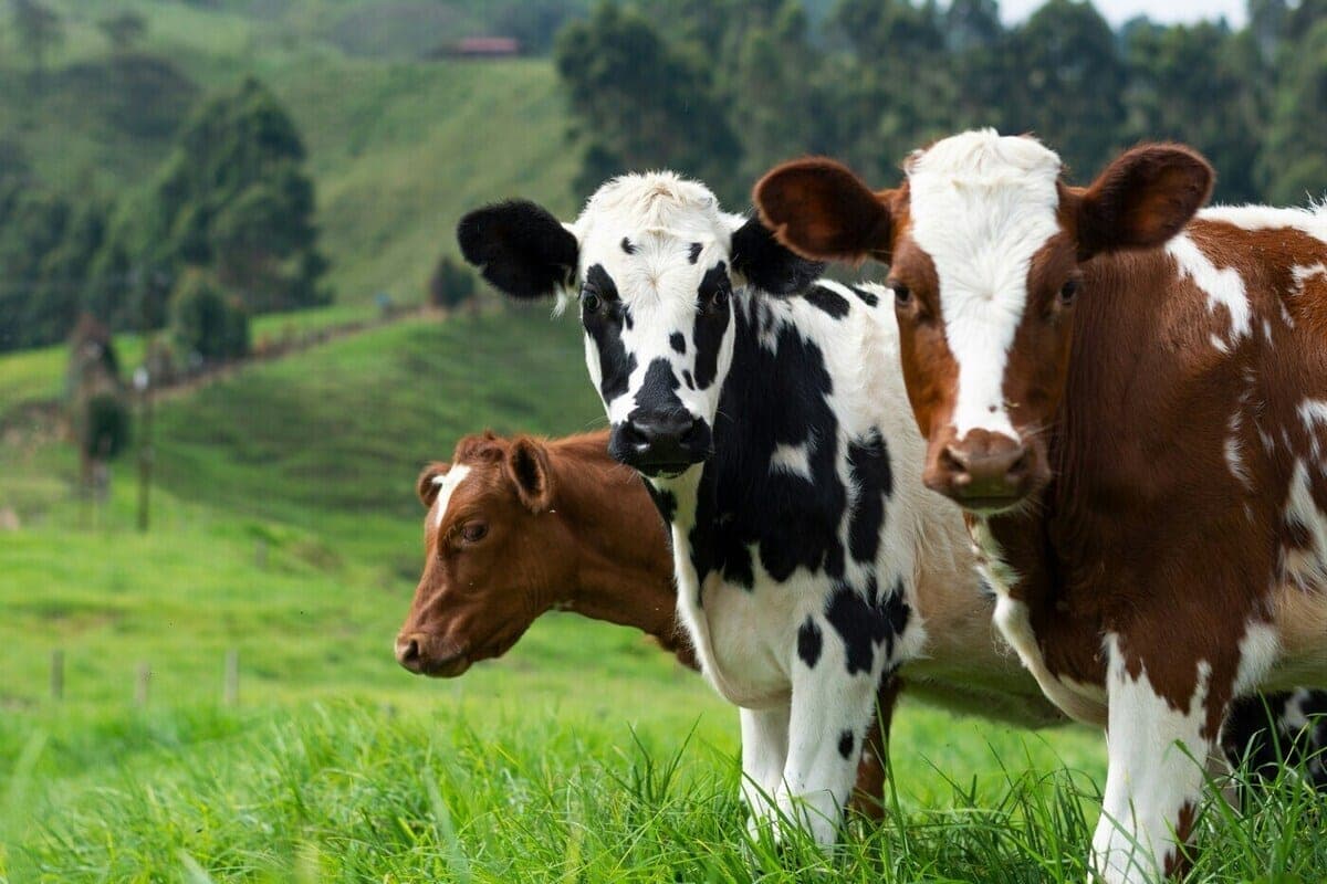 Lipetsk agricultural enterprises have produced 231 thousand tons of milk since the beginning of the year