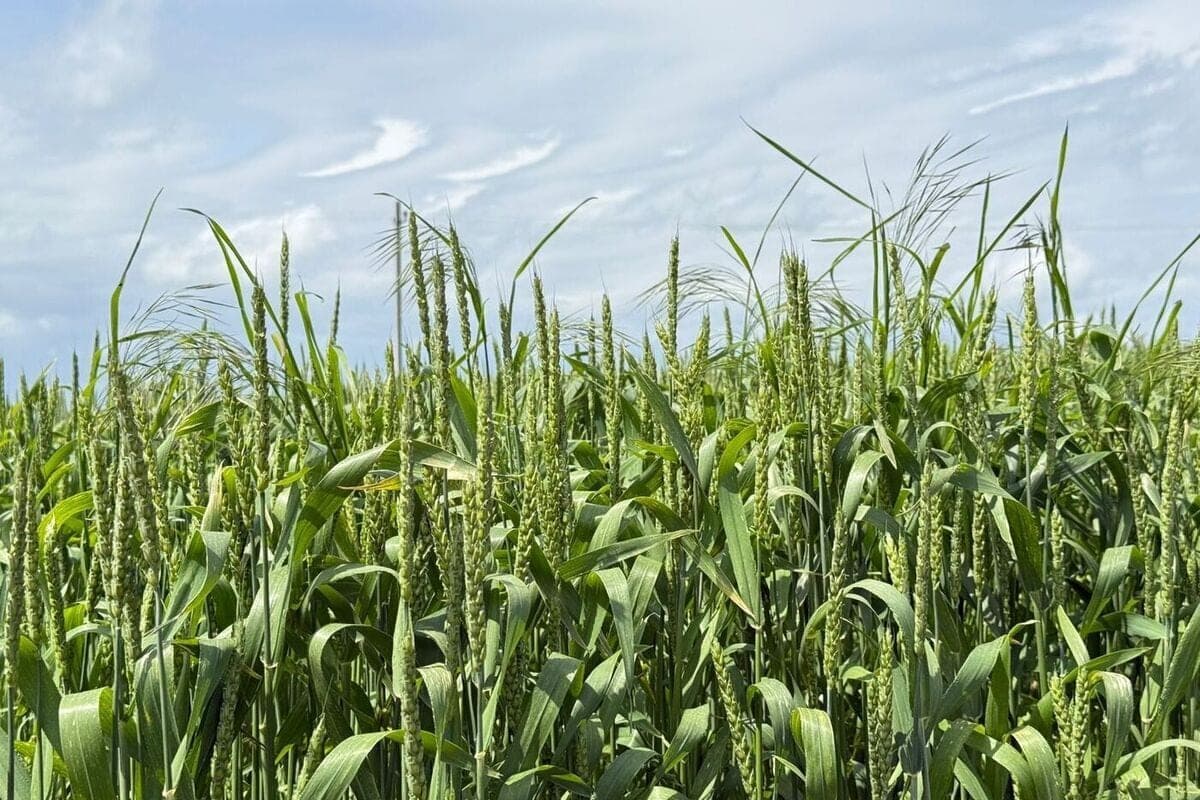 Stavropol farmers will receive loans for spring field work in 2027