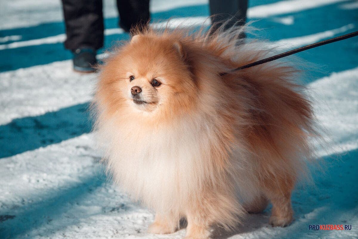 Cynologists explained why dogs tend to sleep under the covers