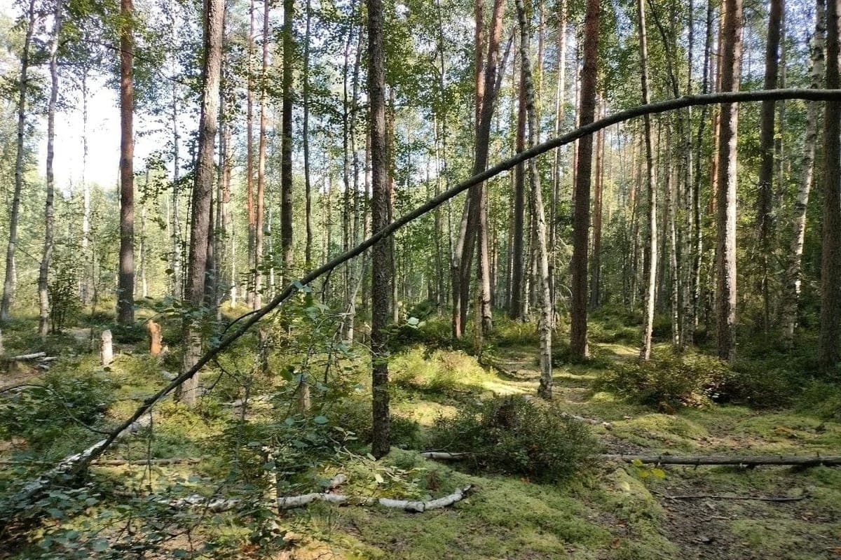 Forest Park “Novo-Orlovsky” will receive a new project for 26.7 million rubles
