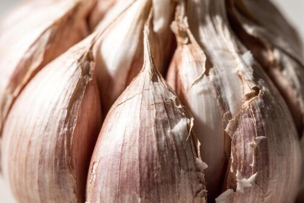 In Dolgoprudny will build a plant for deep processing of garlic