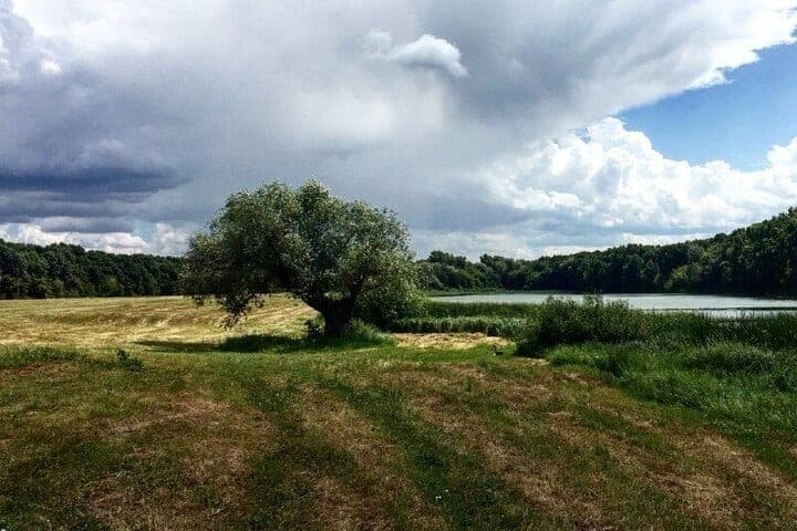 В поселке Луч под Воронежем отменили карантин по бешенству животных