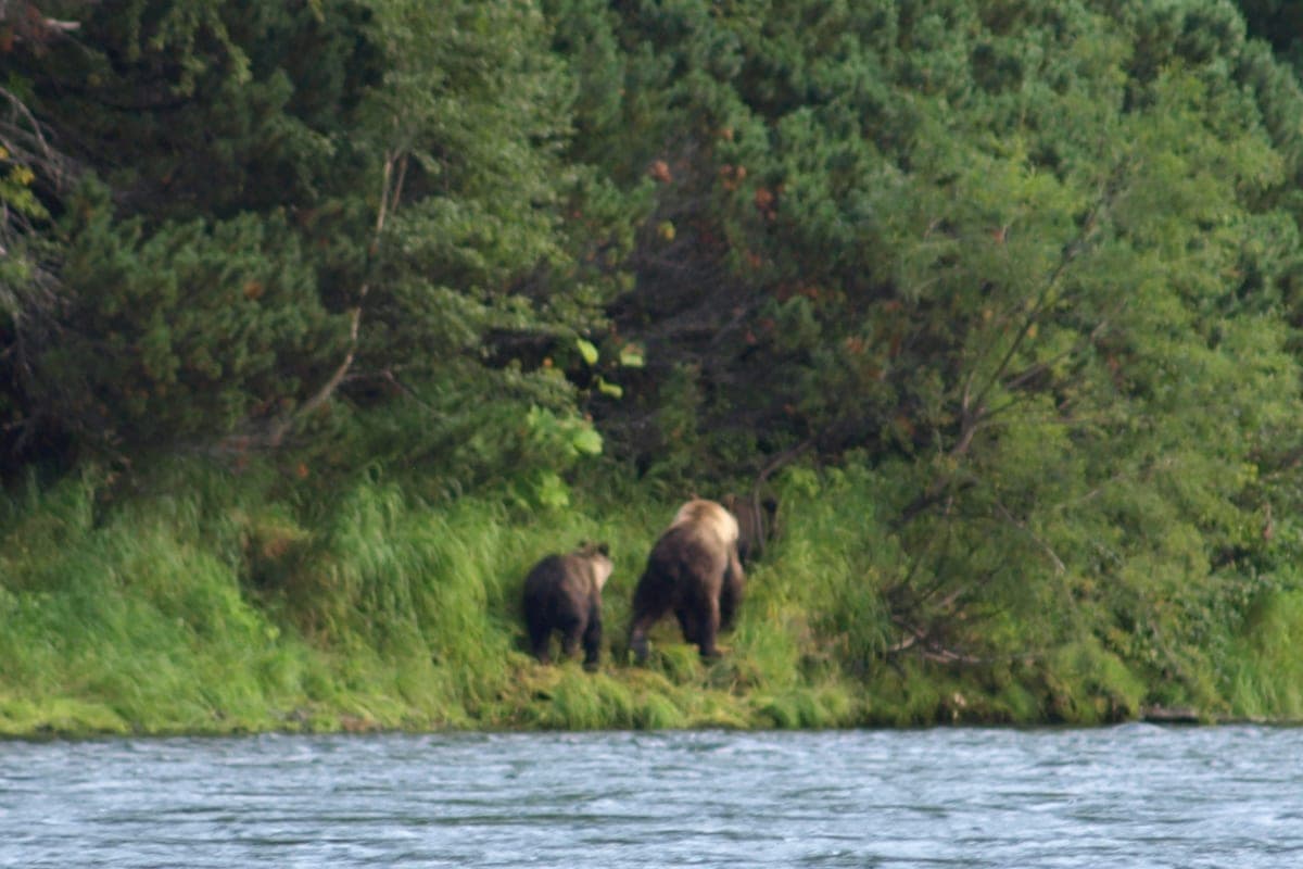 In Transbaikalia, hunters eliminated a bear coming to the village