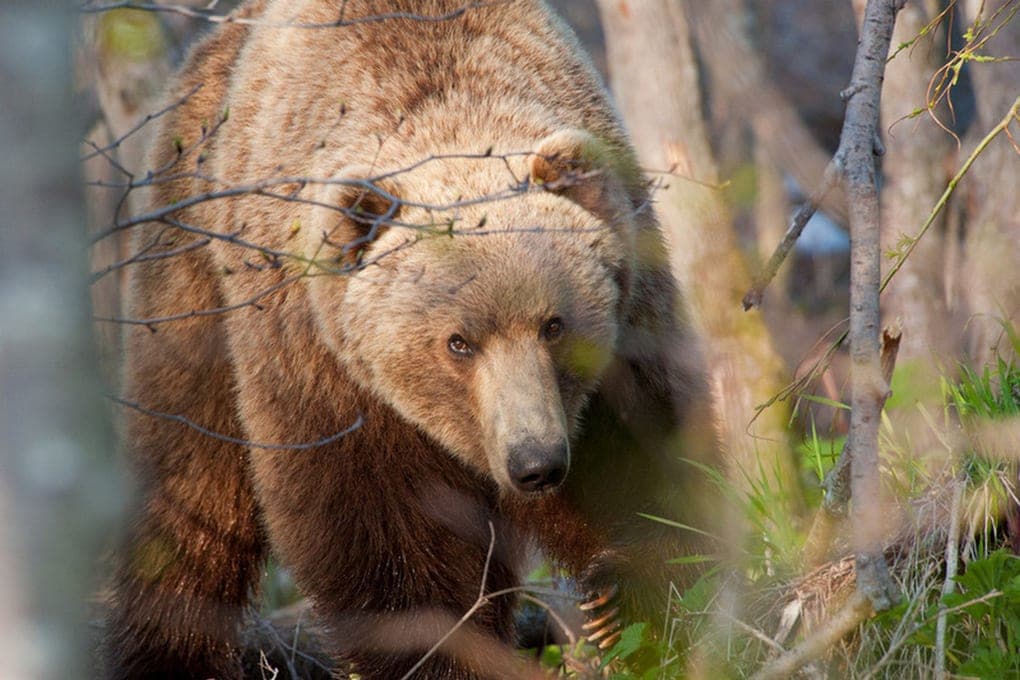 Mongolia and Russia are closer to bears