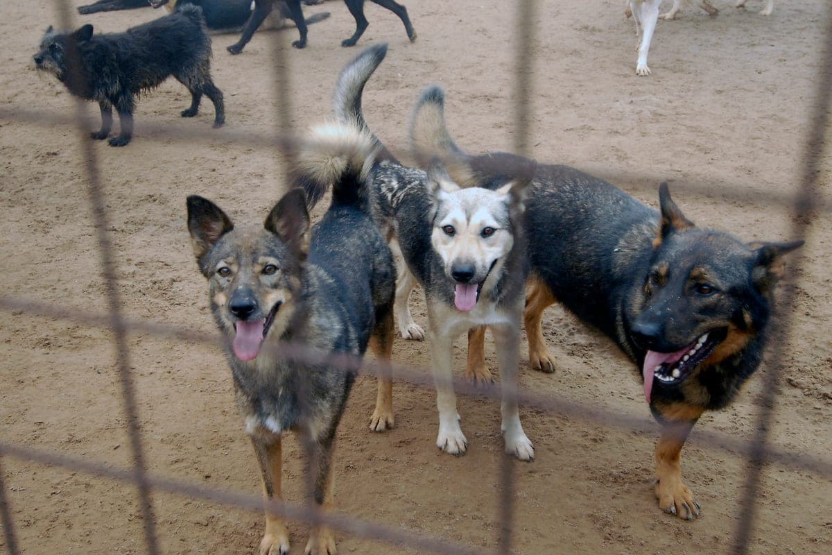 In Istra since the beginning of 2026 caught 232 homeless dogs