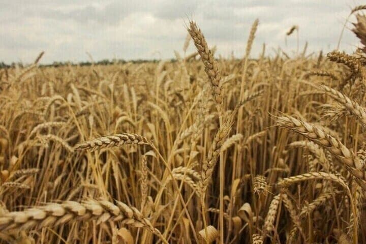 Grain harvesting in the Kaliningrad region completed almost 80%